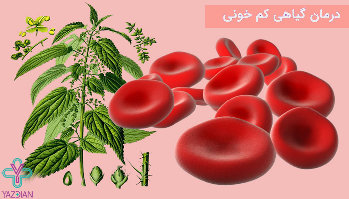 مکمل های گیاهی درمان کم خونی